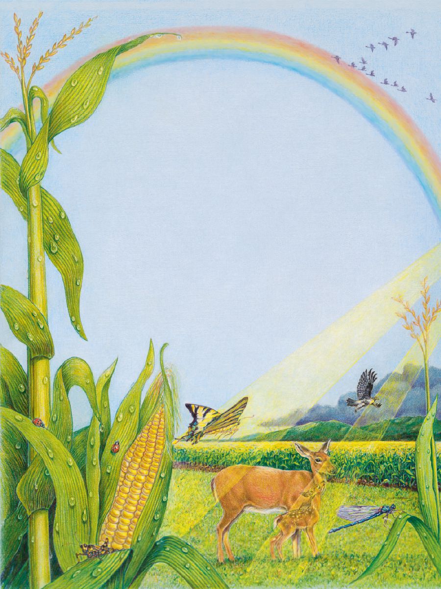 The sun shines on a corn field and a rainbow is in the sky