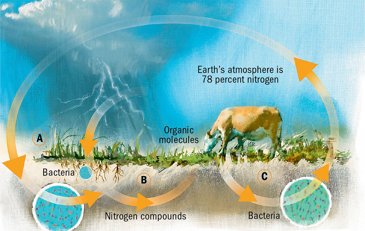 The nitrogen cycle