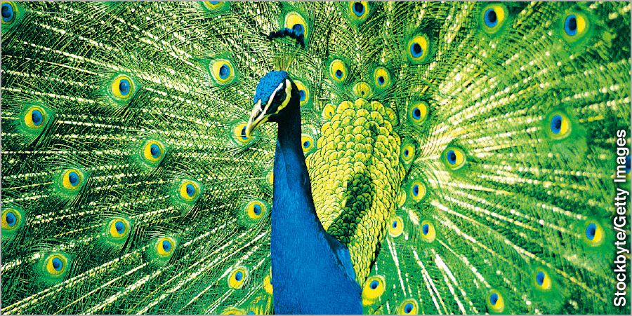 A peacock