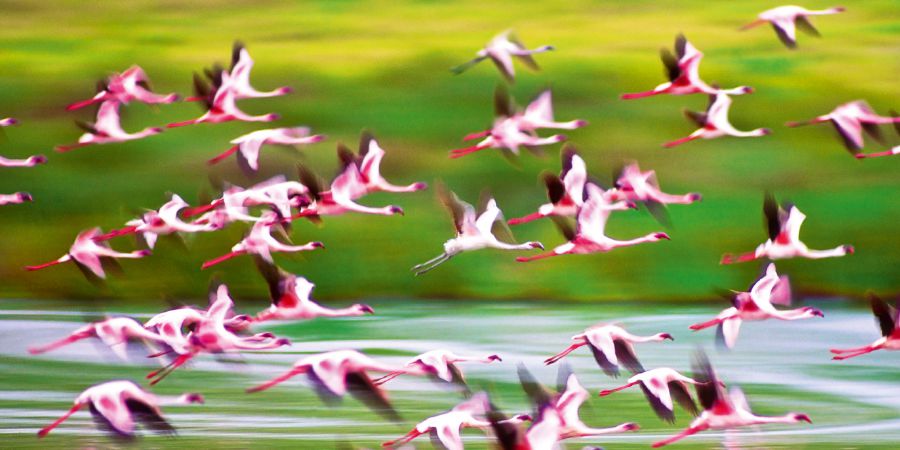 Flamingos in flight