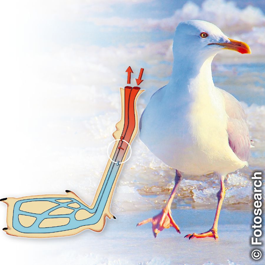 The concurrent heat exchanger in a seagull’s legs enable it to stand on ice