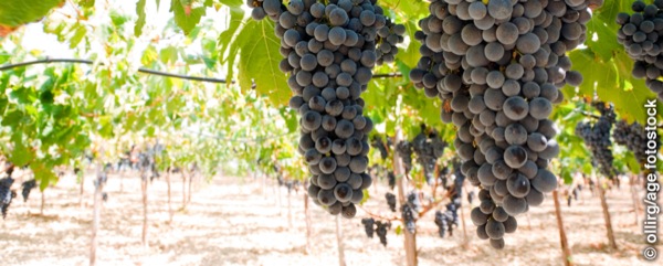 A vineyard with large clusters of ripe grapes