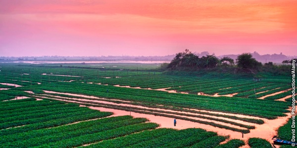 Rice fields in Cambodia