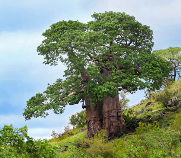 A baobab tree