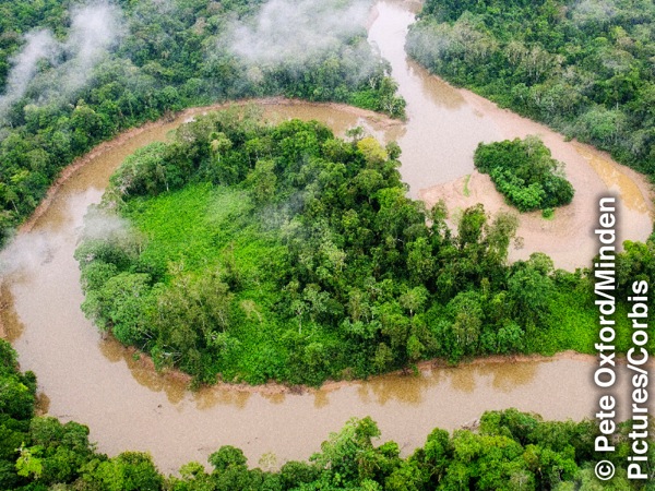 Part of the Amazon rain forest