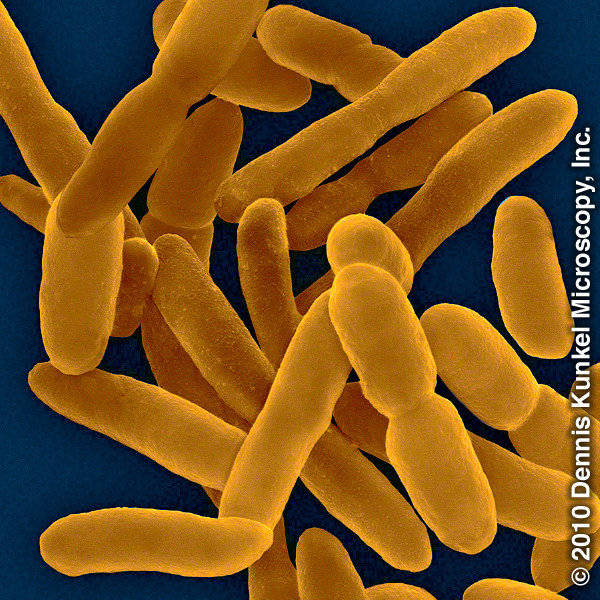 Microbes that break down oil