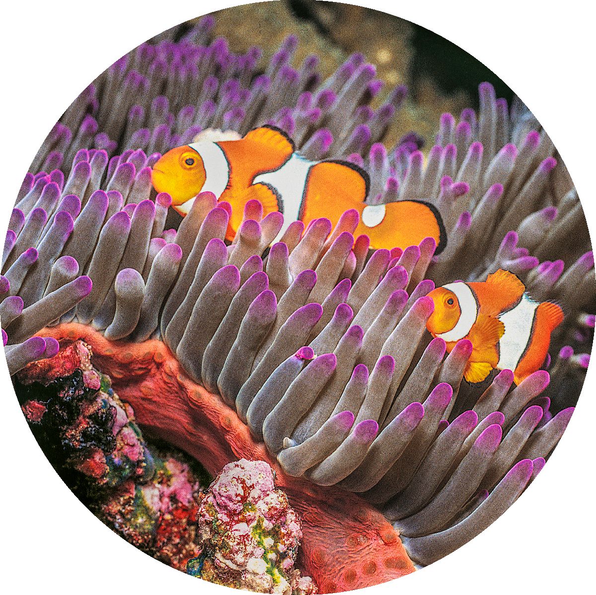 Orange clown fish