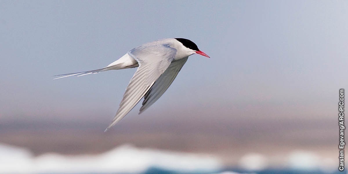 Arctic tern