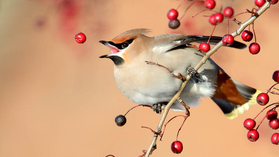 A bird perched on a branch, stretching to catch a falling berry.