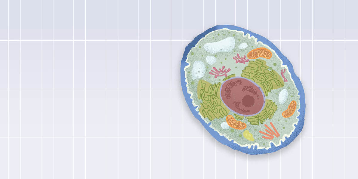 A cross section of a yeast cell.