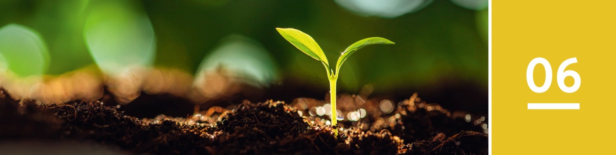 Lesson 6. A plant sprouts from the ground on a sunny day.