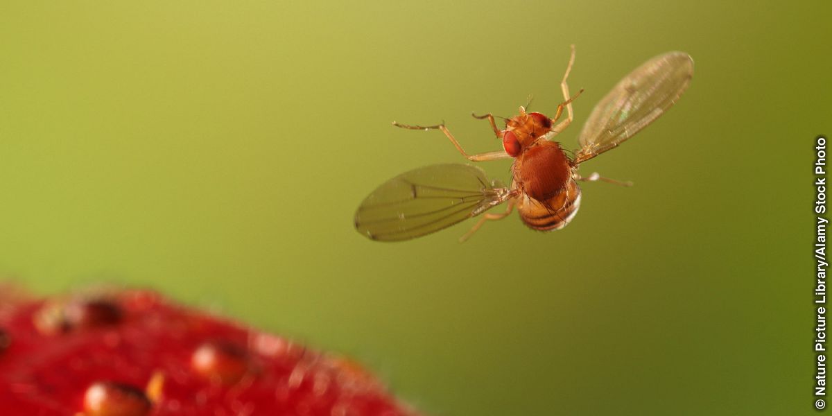 A fruit fly