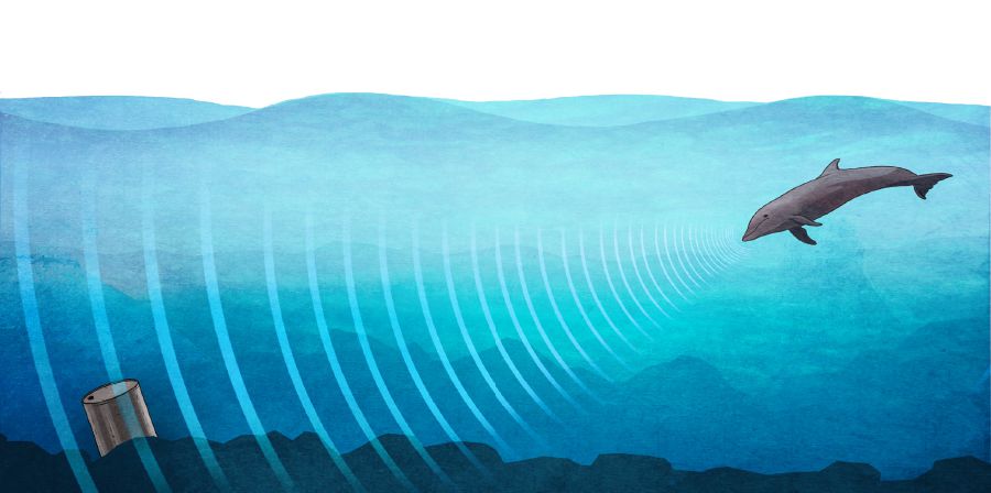 A dolphin uses its sonar to detect the contents of a container