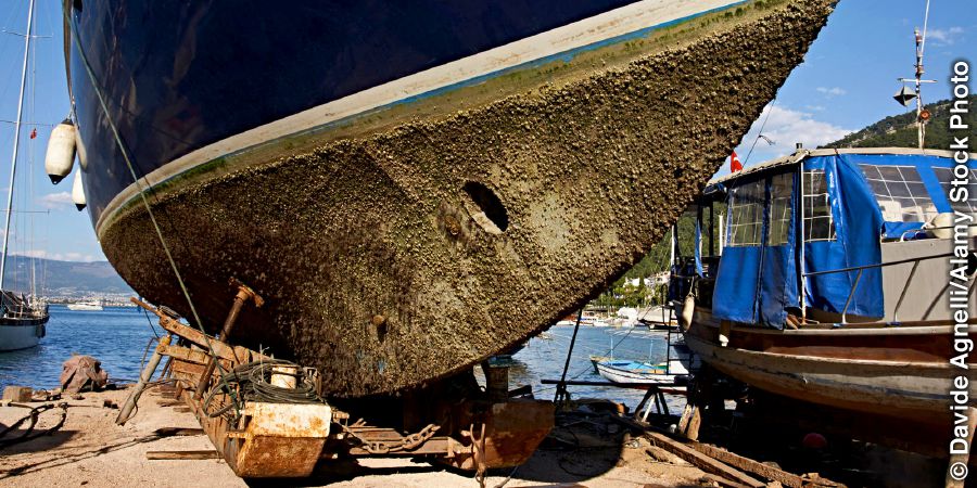 Barnacles on the hull of a ship