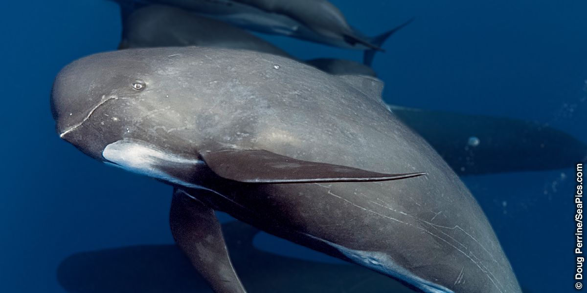 A pilot whale