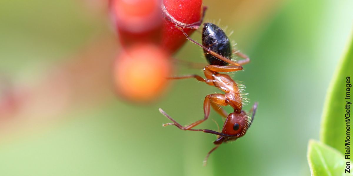 A carpenter ant cleans its antennae