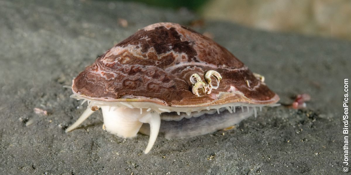 A limpet.