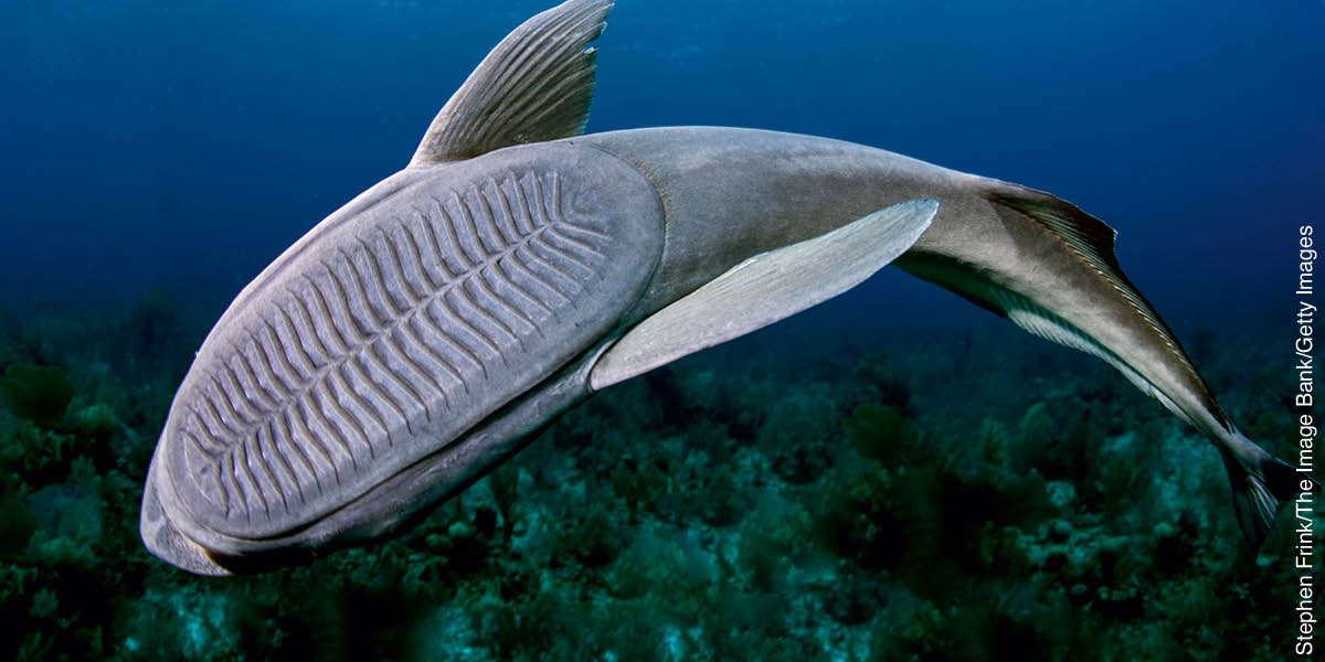 A remora fish swimming. On the back of its head is its oval-shaped sucker, or suction disc.