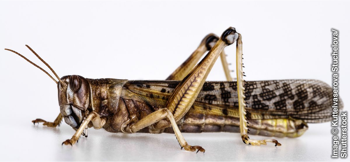 Locusts