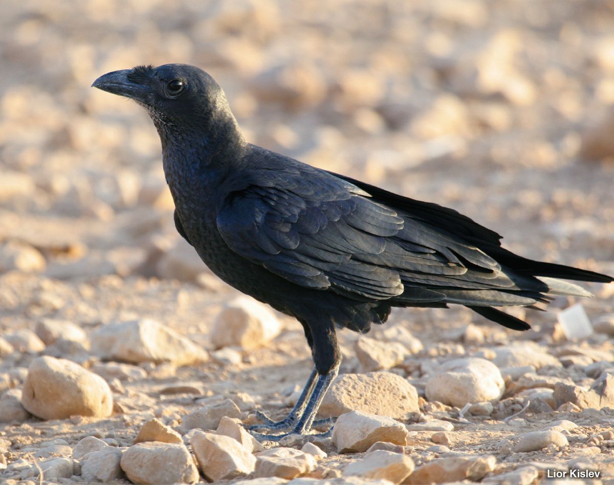 Raven