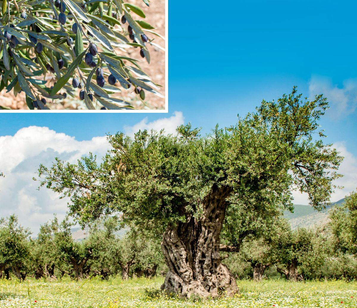 Olive Tree