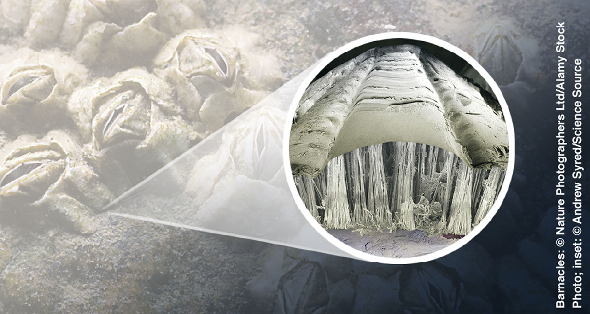 Barnacles, with inset showing threads of barnacle glue